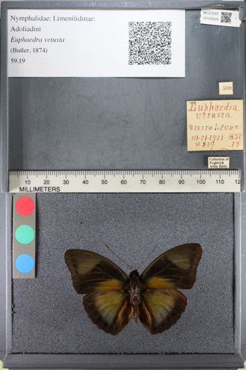 Media type: image;   Entomology 142629